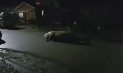 Elefante-marinho é visto nas ruas de Puerto Cisnes, no Chile; assista