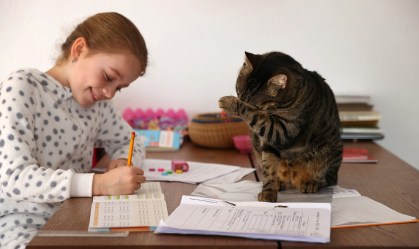 Estudo diz que gatos domésticos podem ser infectados pelo novo coronavírus
