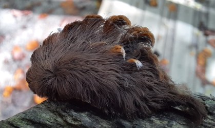 Lagarta venenosa e peluda assusta moradores da Virgínia, nos EUA