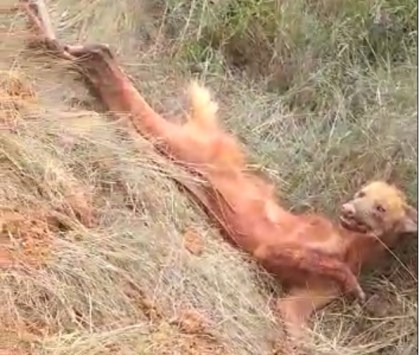 Lobo Guará machucado