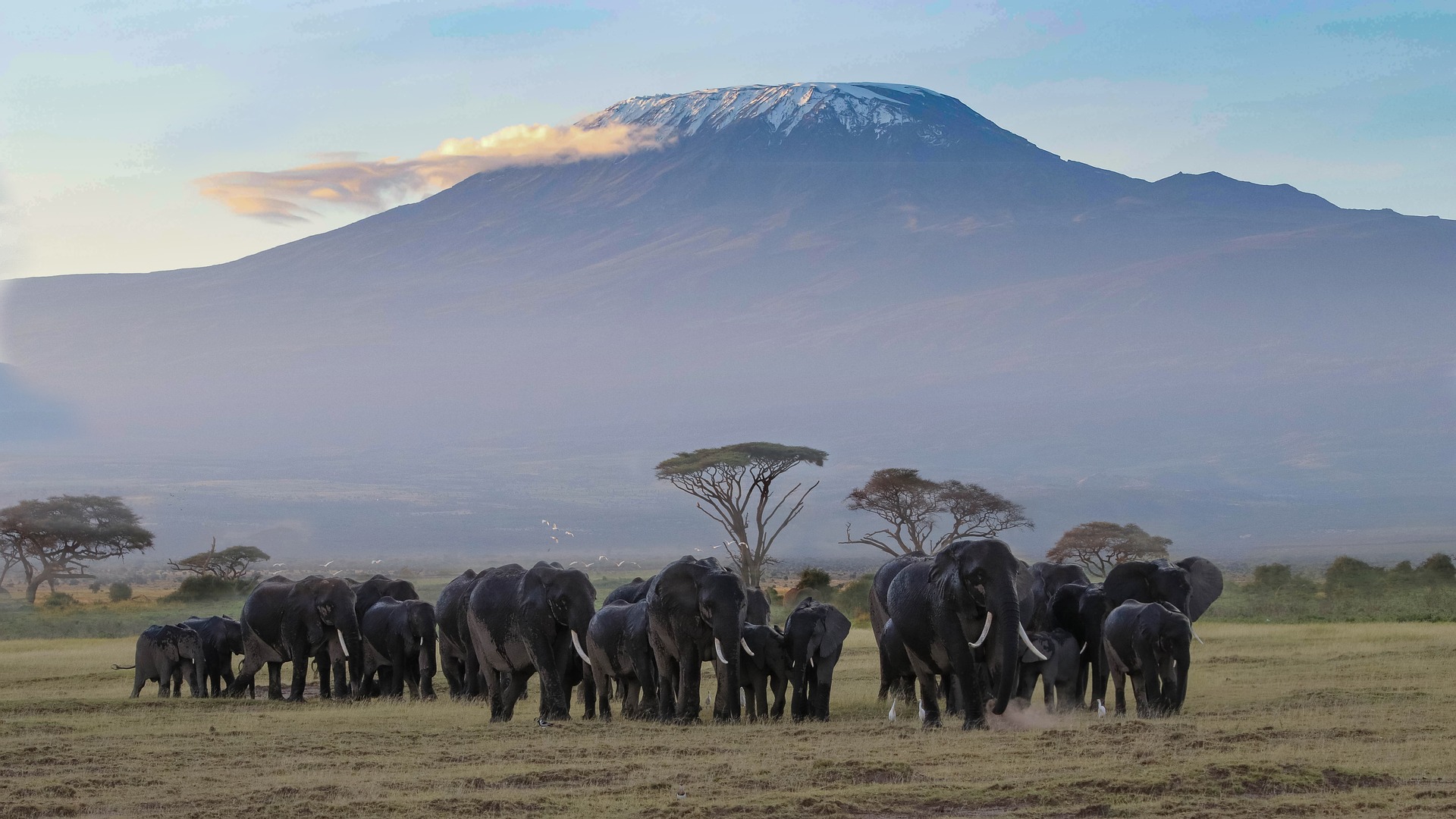 Manada de elefantes em parque nacional na Tanzânia, com o Monte Kilimanjaro 