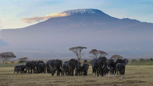 Manada de elefantes em parque nacional na Tanzânia, com o Monte Kilimanjaro 