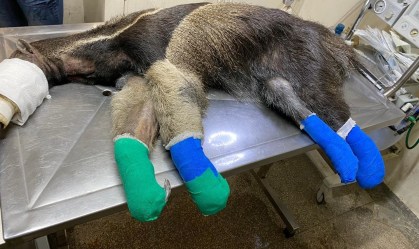 Tratamento com pele de tilápia é usado em animais feridos no Pantanal