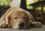 STJ adia julgamento de recurso contra pensão alimentícia para cachorros