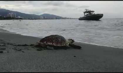 Voluntários soltam 80 tartarugas em praia na Colômbia