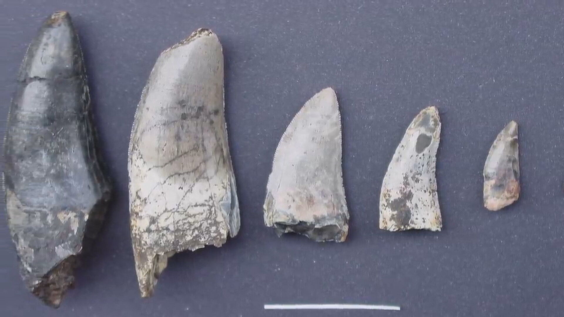 Fósseis encontrados por pesquisadores brasileiros