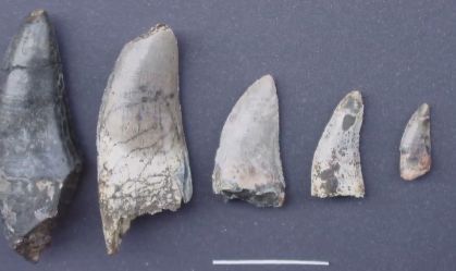 Doença que acomete humanos é descoberta em ossos de dinossauro no interior de SP