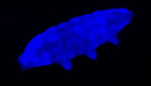 Cepa de tardígrado usa fluorescência para se proteger da exposição à radiação