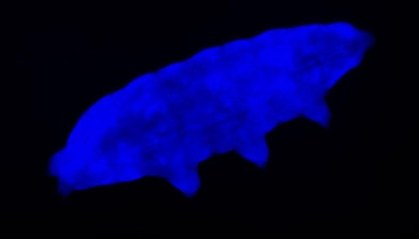 Cepa de tardígrado usa fluorescência para se proteger da exposição à radiação
