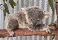Urbanização coloca espécies nativas em risco na Austrália