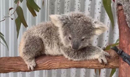 Urbanização coloca espécies nativas em risco na Austrália