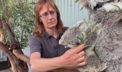 Coalas estão sendo tratados por voluntários em Sydney