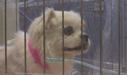 Pets em Hong Kong têm serviço de ambulância 'particular'