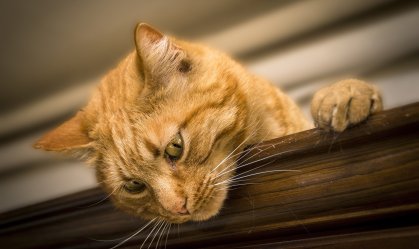 Gato é primeiro pet do Brasil a contrair Sars-CoV-2