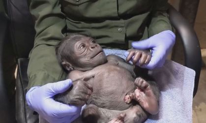 Nasce bebê gorila em zoológico dos Estados Unidos; veja imagens