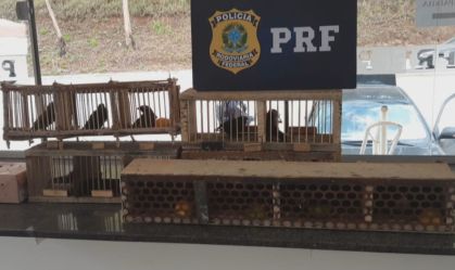 PRF resgata 167 pássaros silvestres em duas fiscalizações de rotina