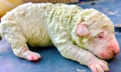 Filhotinho de cachorro nasce com pelo verde na Itália