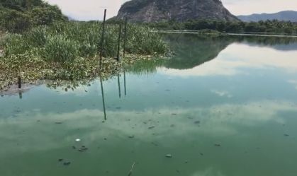 Cianobactérias podem colocar a saúde de banhistas em risco no Rio de Janeiro