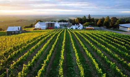 Ladrões levam uvas de vinhedo canadense e dono oferece vinho por pista do crime