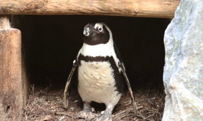 Casal de pinguins macho rouba ninho de casal de fêmeas em zoológico na Holanda