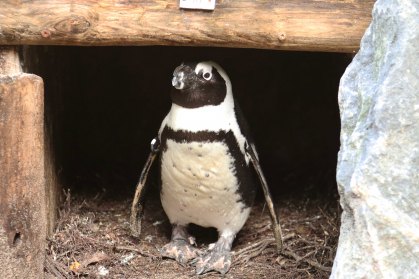 Um dos pinguins "ladrões" do zoológico DierenPark Amersfoort