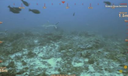 Recife de corais gigante é descoberto na Austrália