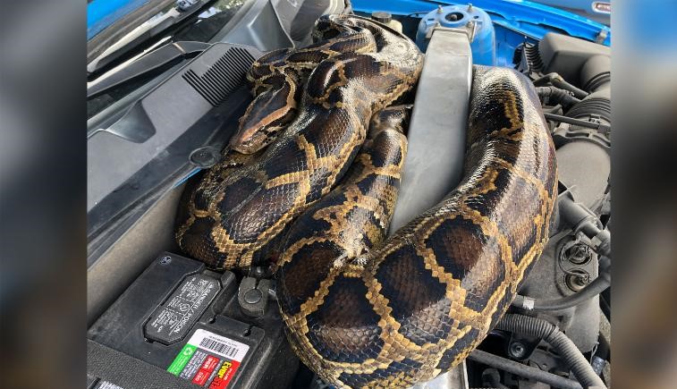 Cobra em motor de carro
