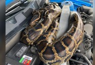 Serpente de 3 metros é capturada dentro de carro na Flórida