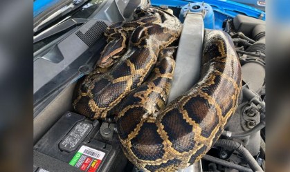 Serpente de 3 metros é capturada dentro de carro na Flórida