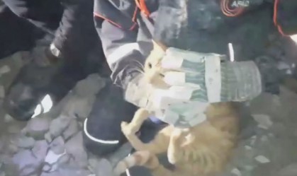Gato é resgatado dos escombros de terremoto na Turquia