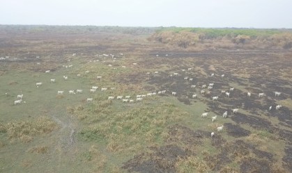 Produtores de gado no Pantanal reclamam de restrições de leis ambientais