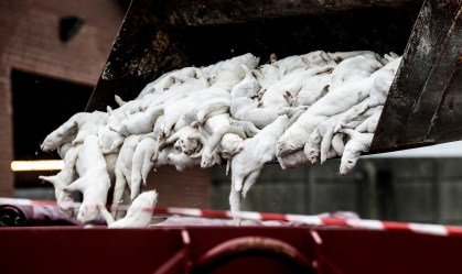 Carcaças de visons em Farre, na Dinamarca