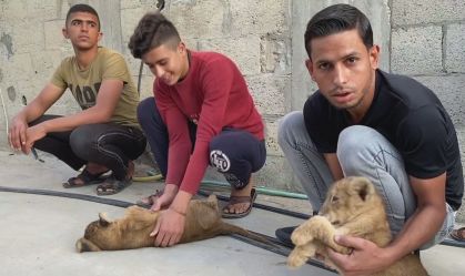 Filhotes de leão são criados em terraço de casa em Gaza, território palestino