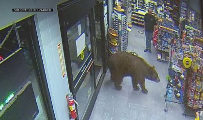 Urso que entrava em lojas para comer é devolvido à natureza nos EUA