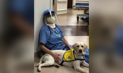 Cadela de terapia leva carinho à equipe de saúde que atua contra coronavírus