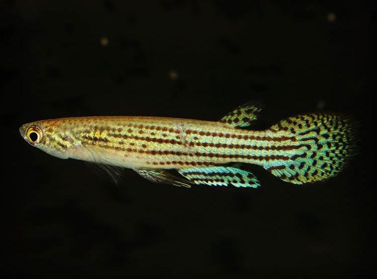 O peixe Ptelorolebias phasianus, catalogado pelos técnicos do Imasul