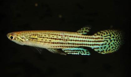 Pesquisadores catalogam 104 novas espécies de peixes no Pantanal