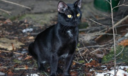 Cientista explica por que os gatos 'amassam pãozinho'