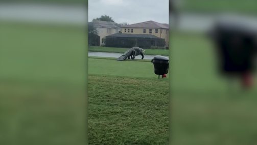 Animal foi avistado durante a tempestade tropical Eta