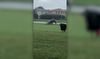 Crocodilo gigante é flagrado em campo de golfe na Flórida