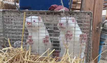 Mutação de Covid-19 em visons é extinta na Dinamarca