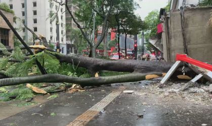Vítima é resgatada após árvore cair na avenida Paulista