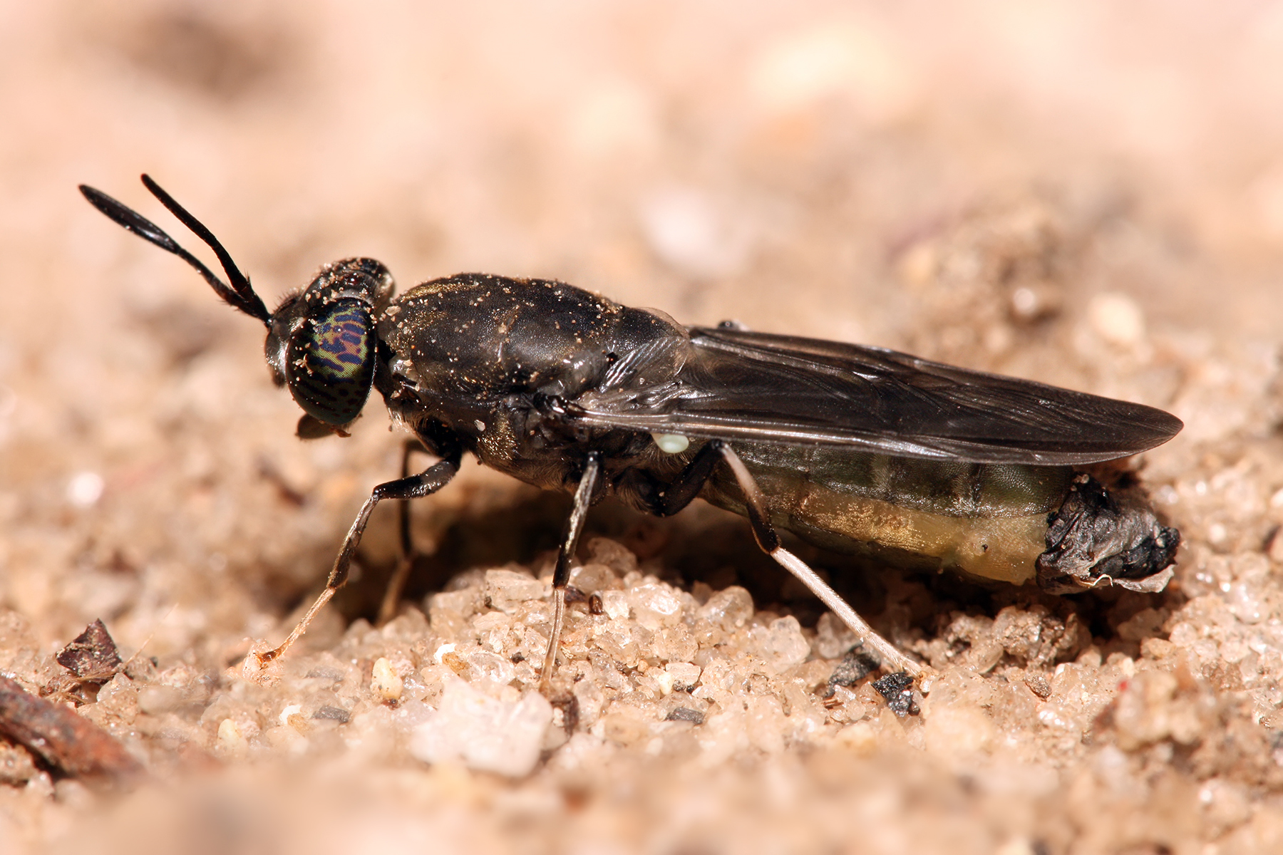 Hermetia Illucens; mosca