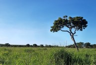 Dia nacional do Cerrado: acumulado de focos de incêndio no bioma até agosto é o maior desde 2012