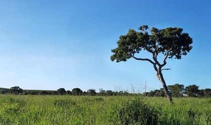 Dia nacional do Cerrado: acumulado de focos de incêndio no bioma até agosto é o maior desde 2012