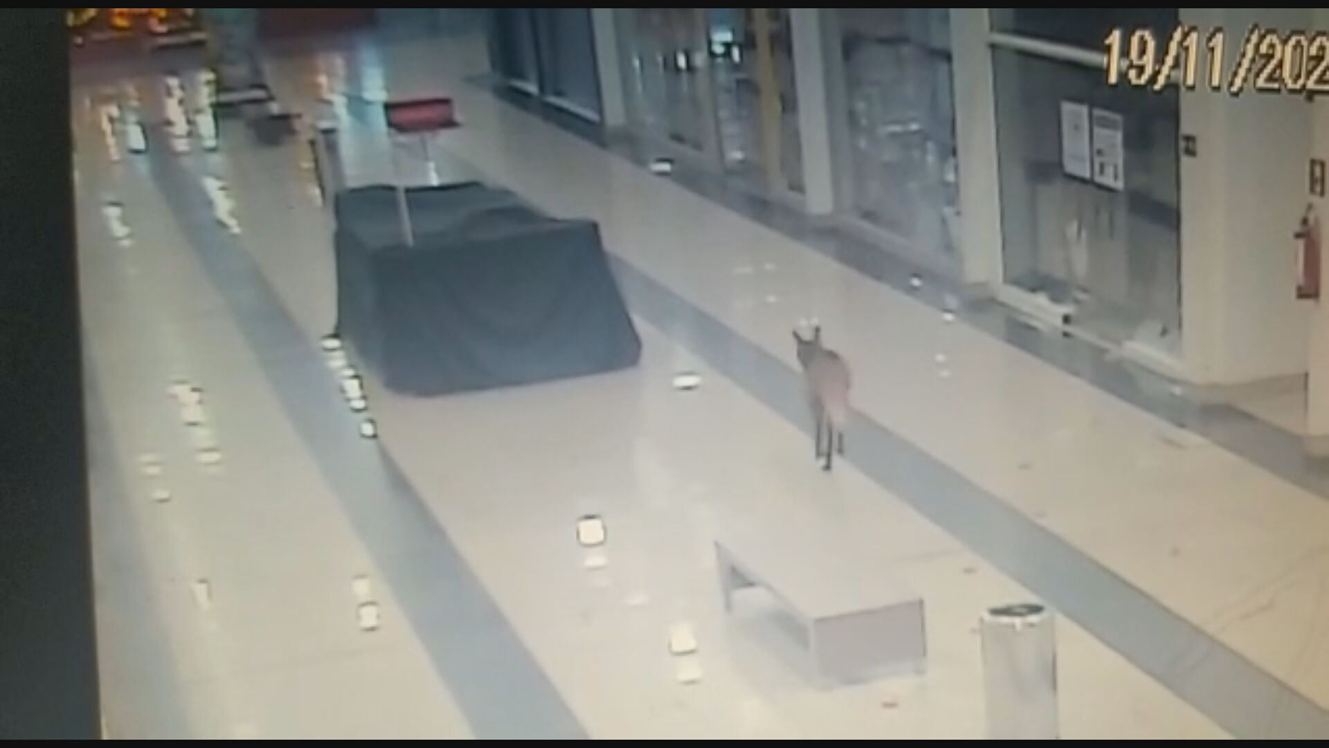 Lobo Guará em Shopping de Jataí (GO)