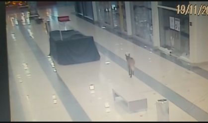 Lobo-guará é flagrado passeando em shopping em Goiás