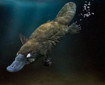 Ornitorrinco, mamífero com bico e que bota ovos, é natural da Austrália