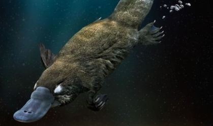 Ornitorrincos têm habitat ameaçado e são animal vulnerável, alertam cientistas