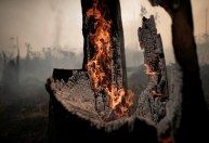 Brasil lidera ranking global de espécies de árvores ameaçadas de extinção
